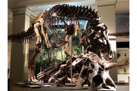 Tyrannosaurus rex was first discovered in 1900, and named in 1905. But not much was known about how it lived or died. (USNM 555000 and USNM 500000, Smithsonian)
