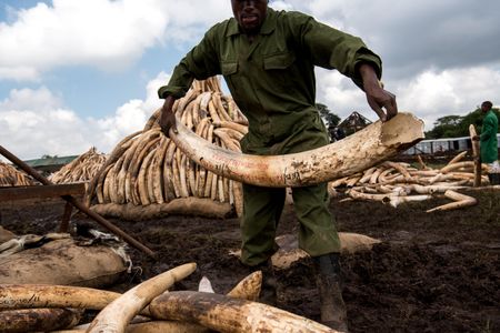 Workers from the Kenya Wildlife Service carry elephant tusks from shipping containers full of ivory transported from around the country for a mass anti-poaching demonstration.