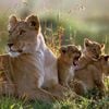 Smithsonian Voices - Lion-with-cubs_Jonathan-and-Angela-Scott.jpg
