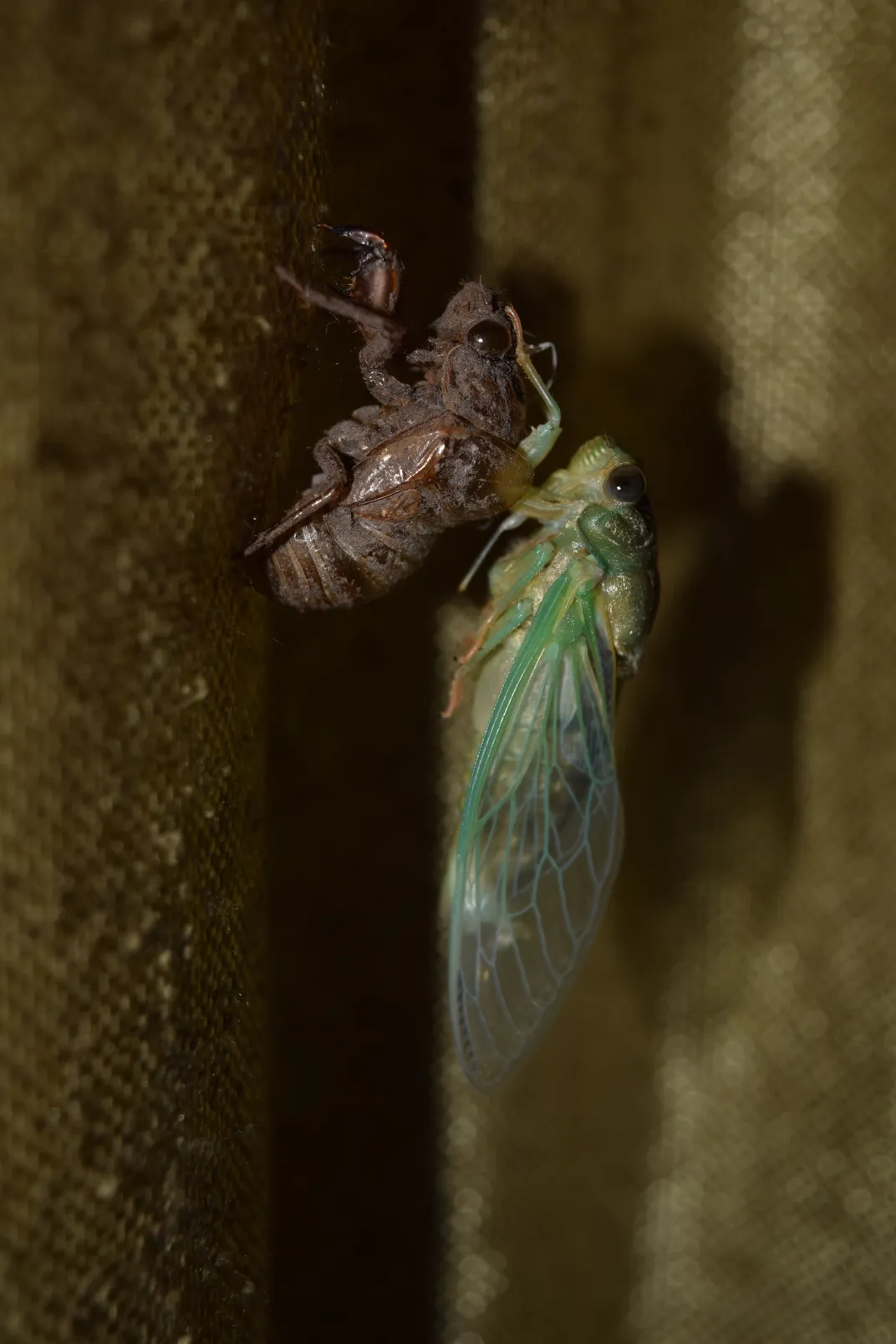 cicadas