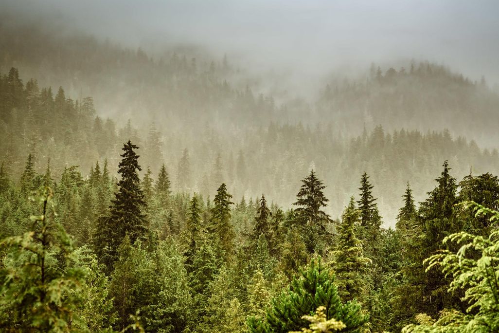 Photo shows a foggy tree-covered landscape