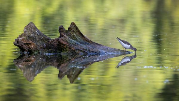 Sandpiper Reflection thumbnail