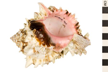 The inside of a lumpy white and brown seashell is smooth and pink.