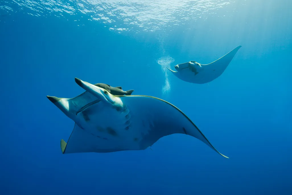 Chilean Devil Rays