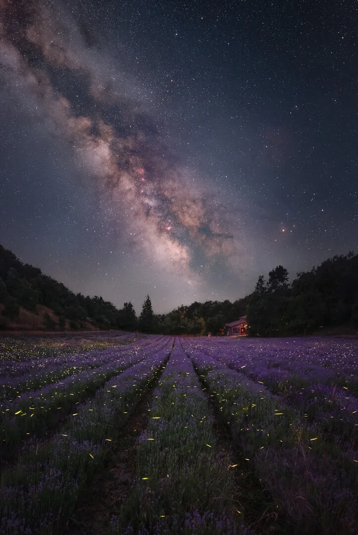 The milky way over a field of flowers