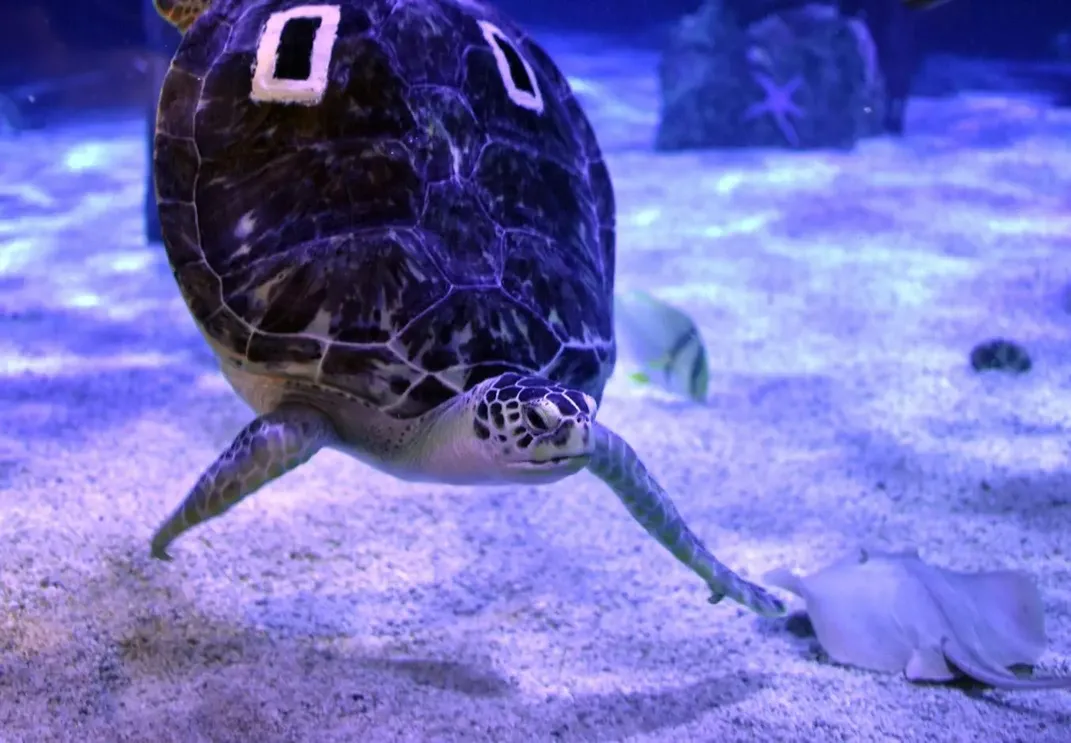 turtle swimming with patches on the back part of its shell, its back legs are elevated