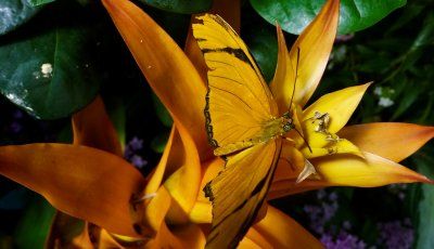 The most colorful, dazzling jewels in the National Museum of Natural History have wings, and they are in the Butterfly Pavilion!