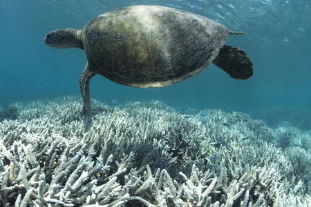 A sea turtle swimming by bleached corals of the Great Barrier Reef near Heron Island off the east coast of Australia. 