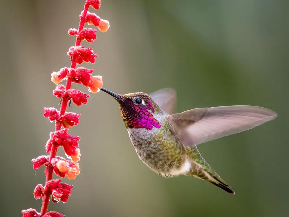 A pink and green hummingbird is drinking nectar from a red flower