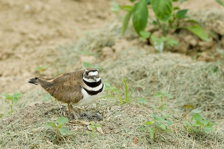 Killdeer like to nest in wide open spaces in areas with good visibility. This is not the particular killdeer that almost derailed the music festival, but one look into those eyes and you know that it could have if it wanted to.