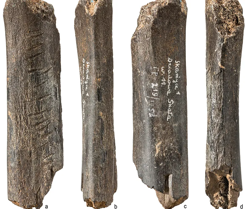 Bear bone resize 2.jpg