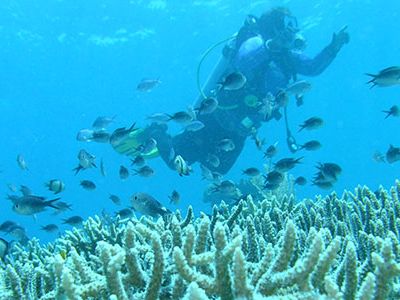 About one-third of all corals are in threat of extinction, and some coral experts say that we could lose reefs as we know them by 2050.