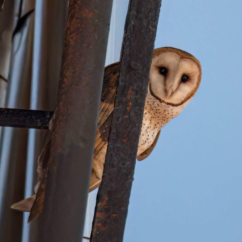A Family of Barn Owls Has Moved Into New York City's Upper West Side, Perhaps the First to Nest in Manhattan in Modern History