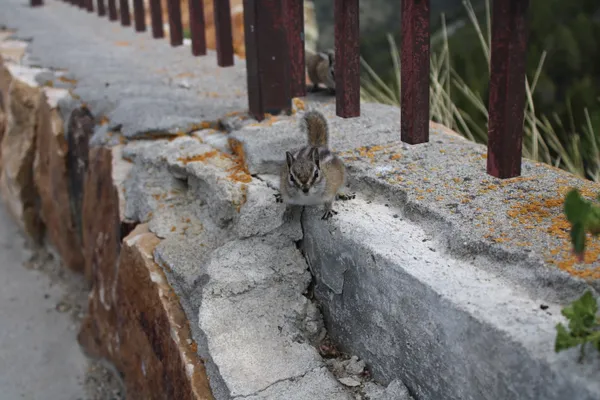 Watchu lookin' at? thumbnail