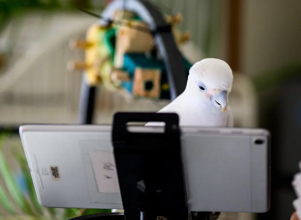 White bird looking at phone screen