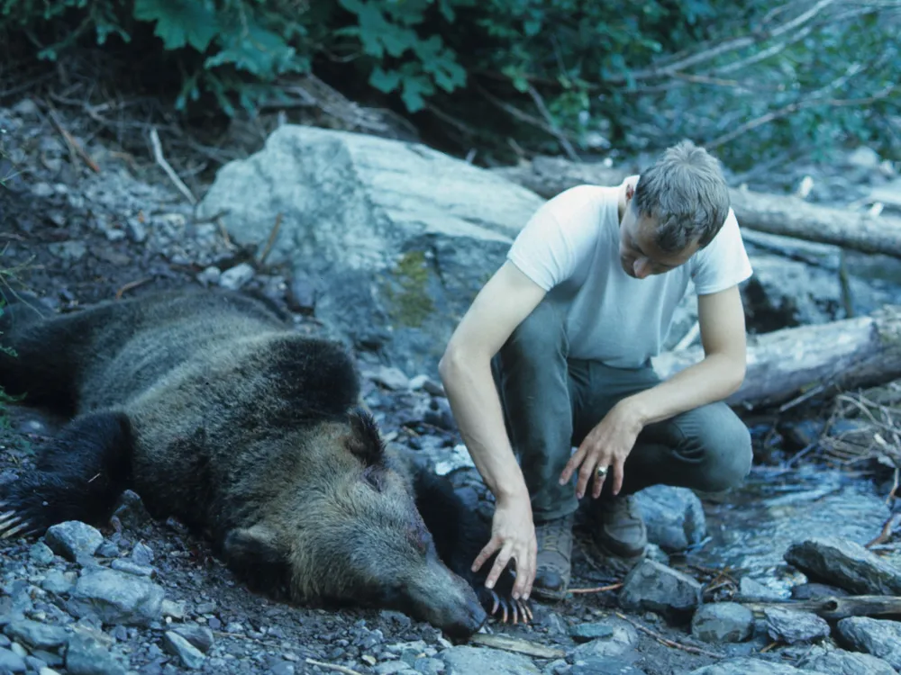 Fatal grizzly attack renews debate over how many bears are too many - OPB