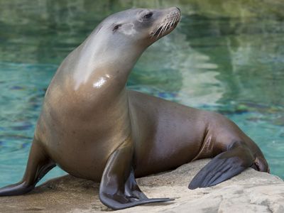 A sea lion at the Smithsonian's National Zoo and Conservation Biology Institute.