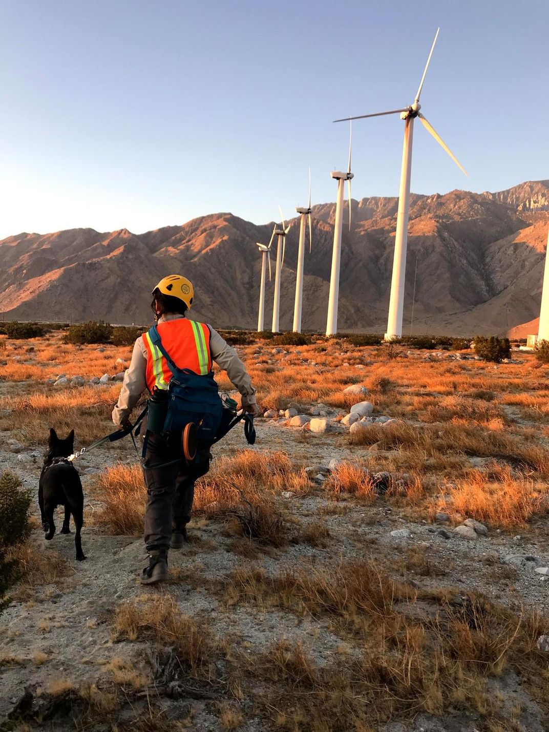 A handler wearing a safety vest walks a dog on a leash in the desert near windmills 