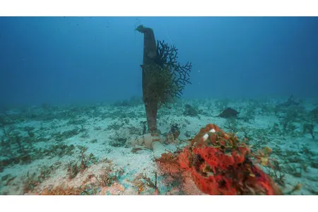 A coral-covered propeller of a U.S. SBD-5 Dauntless dive bomber stands on the sea floor in Truk Lagoon.