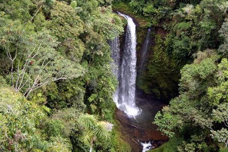 Forest near Sarayaku, Ecuador