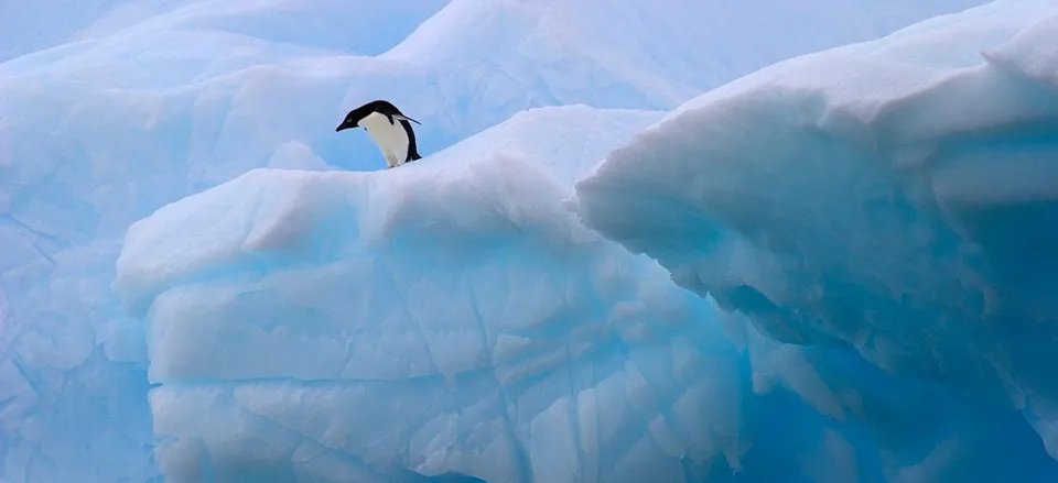  Solitary penguin waiting to jump in the water. Credit: Cara Sucher