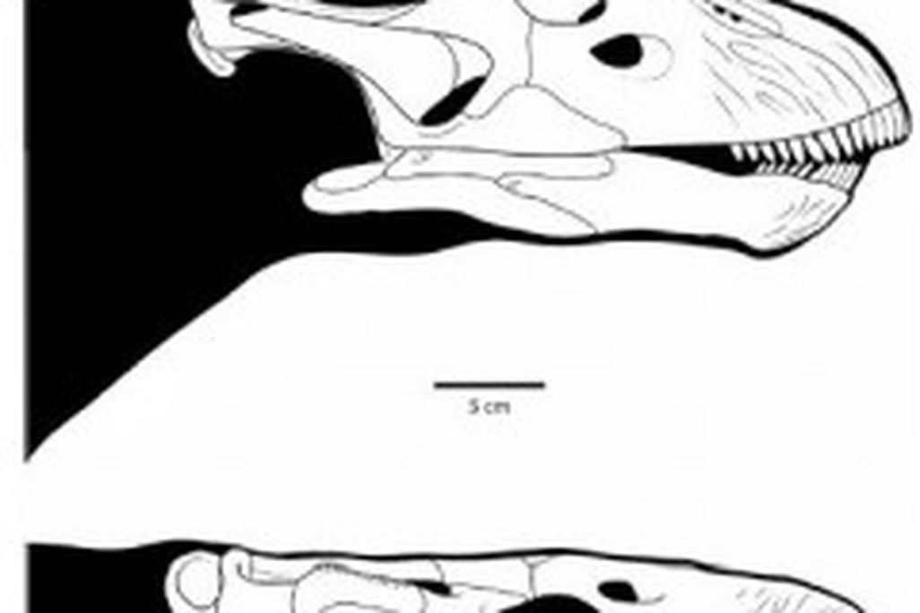 20110520083218Diplodocus-skull-240x300.jpg