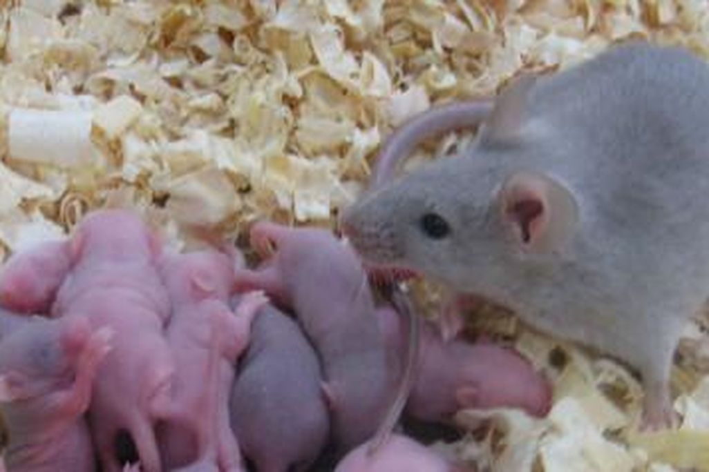 mouse.jpg