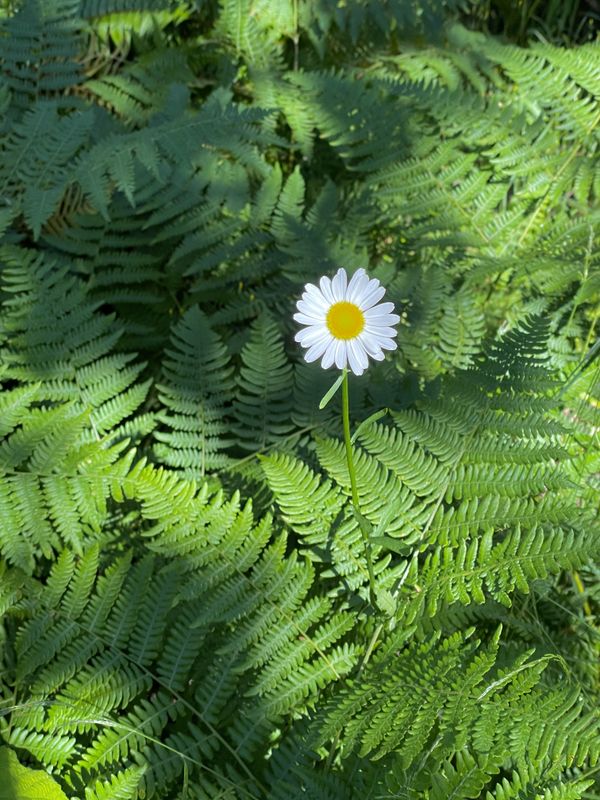 In a sea of green ferns a triumphant colorful daisy thumbnail