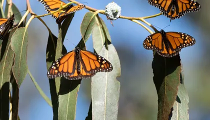 Butterflies Are in Dramatic Decline Across North America. A Close Look at the Western Monarch Shows Why