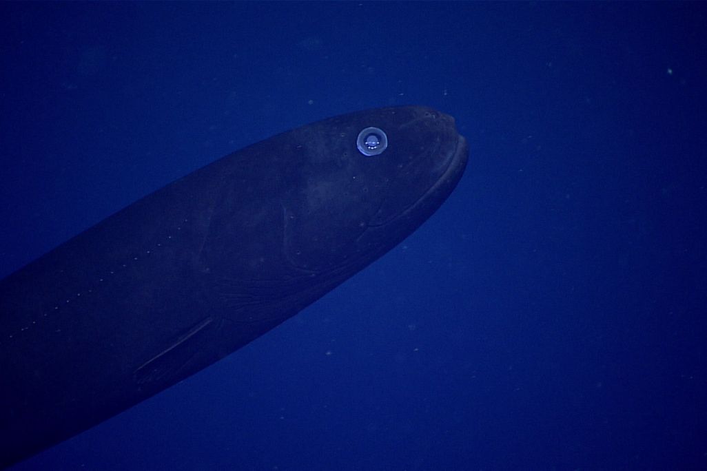 A close-up photo of a deep sea fish. It emerges from the bottom left corner of the photo, and it's profile is torpedo-shaped. It is dark blue color, but its giant eye glistens bright blue. The background is a speckled, deep blue color. 