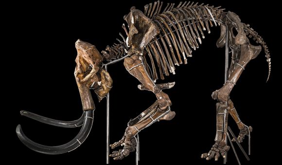 A tan woolly mammoth skeleton facing left bends its front legs and tilts its tusks towards the bottom of the frame.