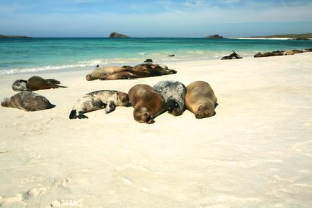 Galapagos sea lions laze on the beach.