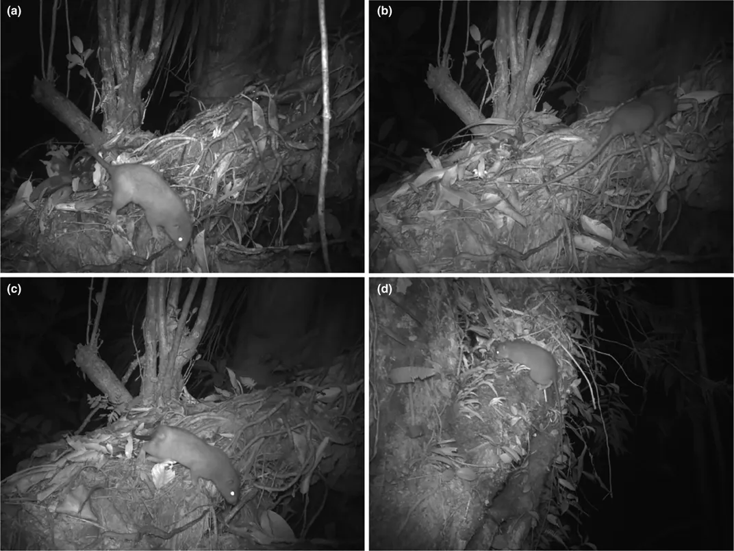 Four panes of night-vision images of giant rats in trees