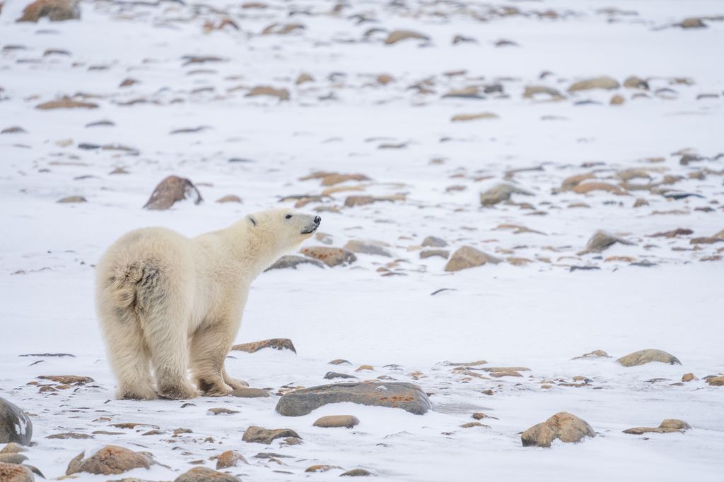 A polar bear sniffs the air while standing on snow and rocks