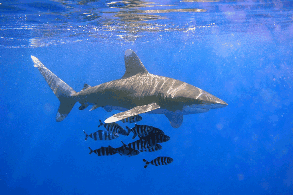 Oceanic whitetip
