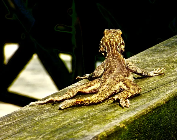 Agama Lizard Minus Its Long Tail Regenerating a New Tail, the Process of Caudal Autonomy thumbnail