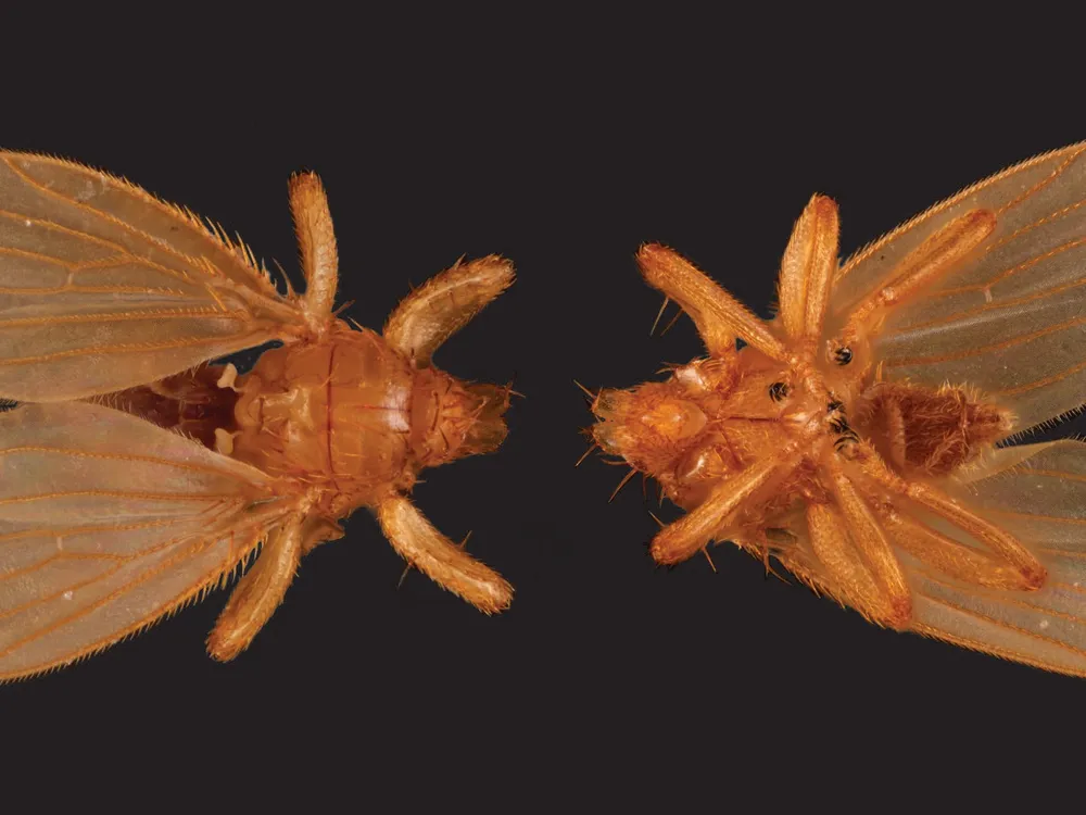An orange-colored fly, as seen from above and below