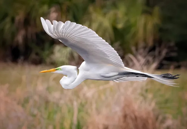 Egret In Flight thumbnail