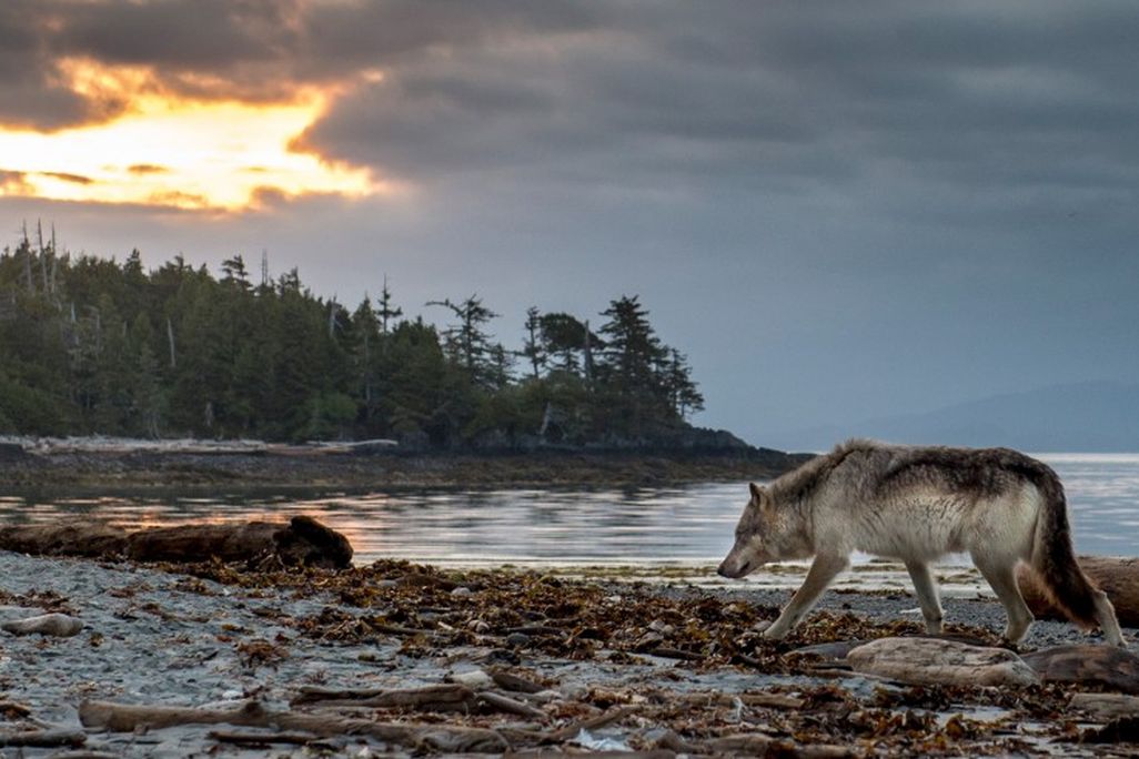 gray wolf