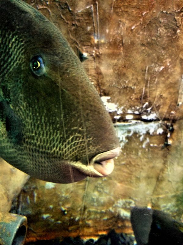 A fish at the Israeli Aquariam thumbnail