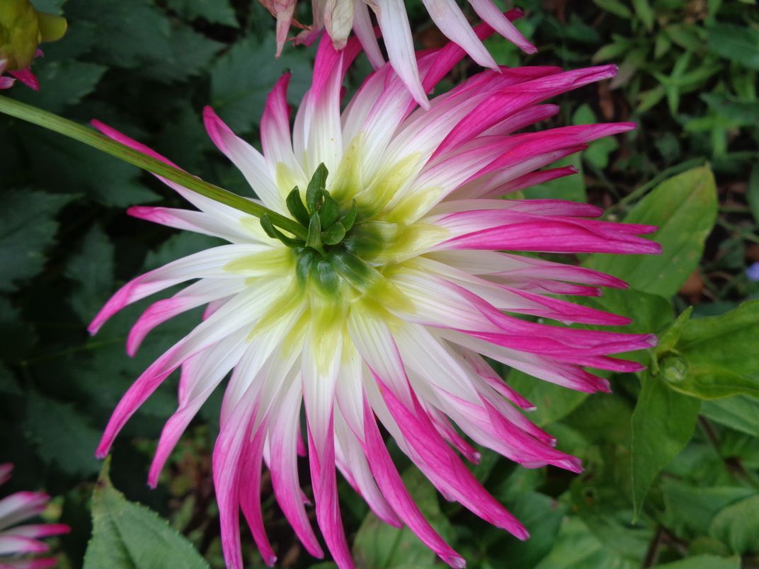 Back of pink and white flower after the rain Smithsonian Photo