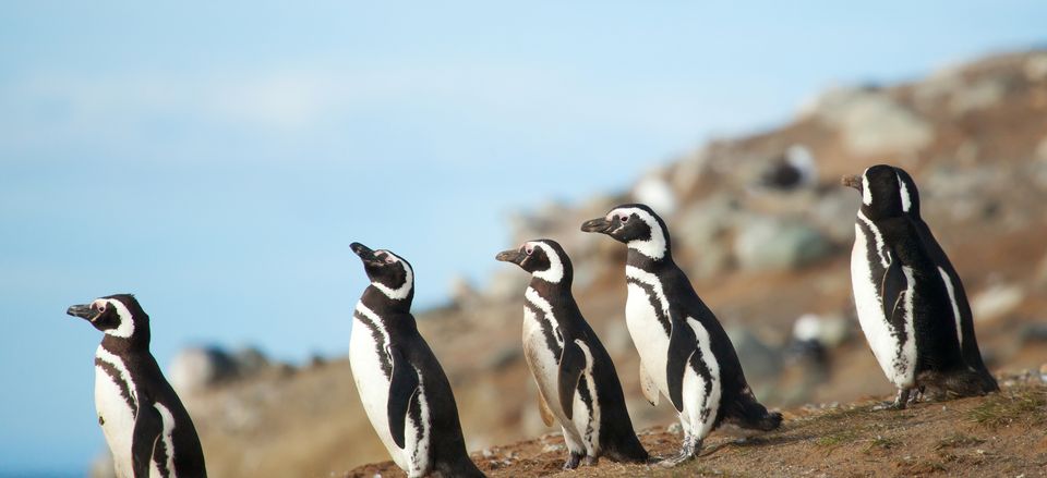 Magellanic penguins, Chile 