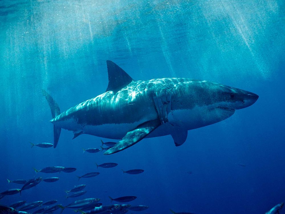 Great White Shark