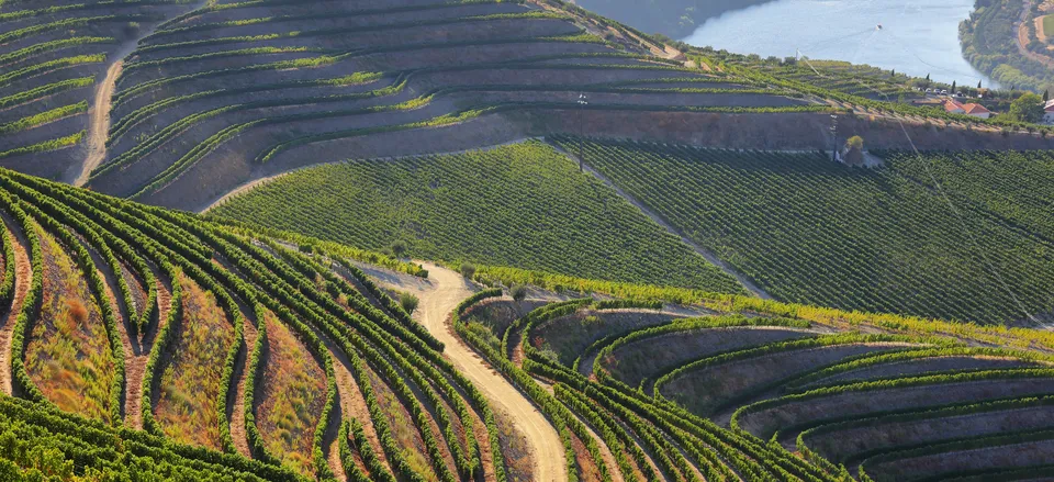  A path through the vineyards of Portugal's Douro River Valley 