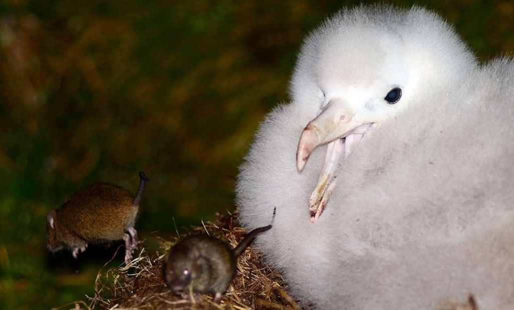 Mice Harassing Bird