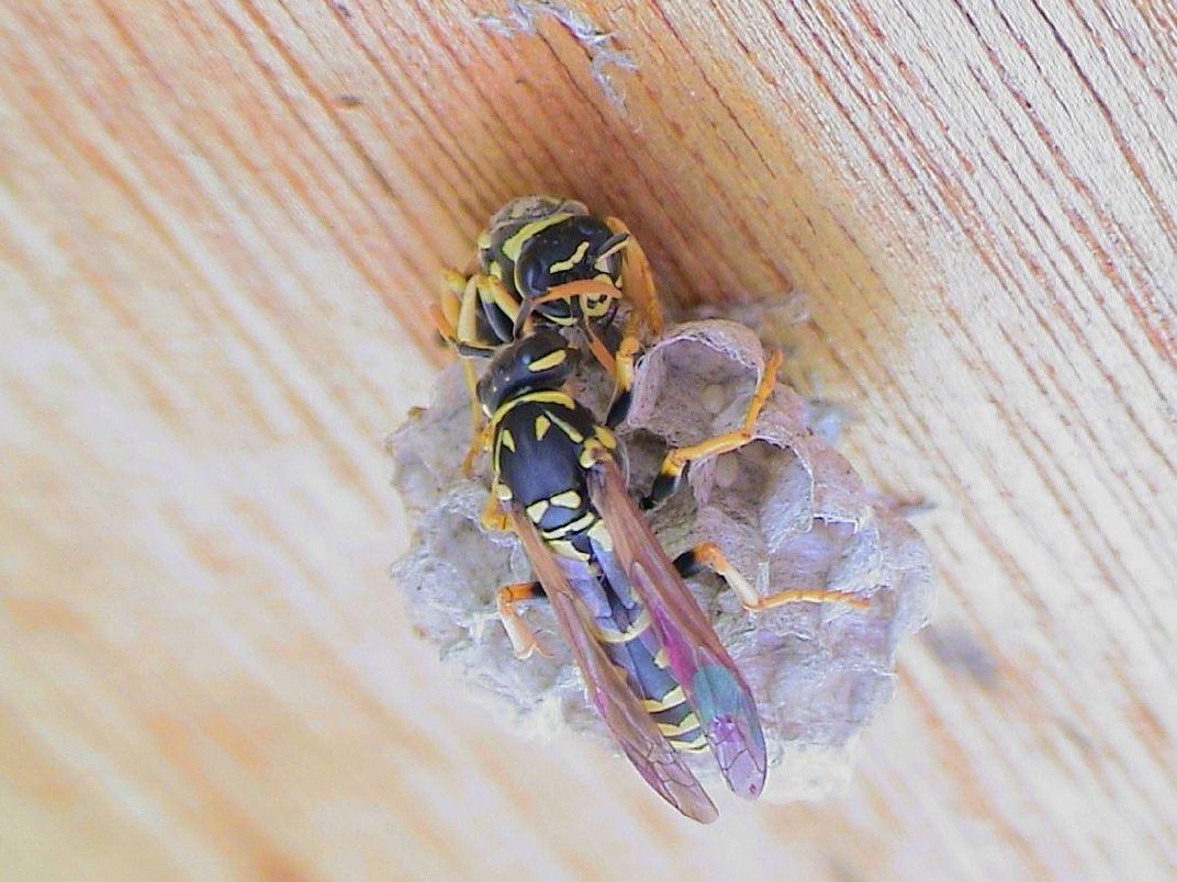Wasps Are the First Invertebrates to Pass This Basic Logic Test