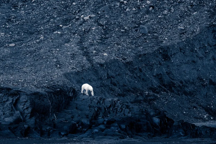 a polar bear surrounded by rocks