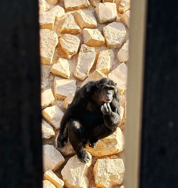 A thinking monkey thumbnail