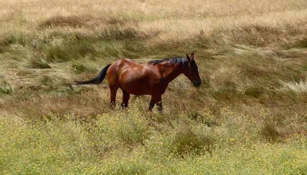 Mare in a Meadow thumbnail