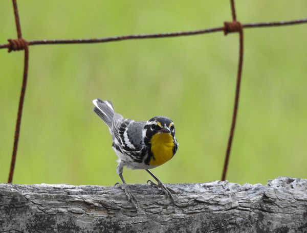 Yellow-Throated Warbler photographed with a Nikon P900 thumbnail